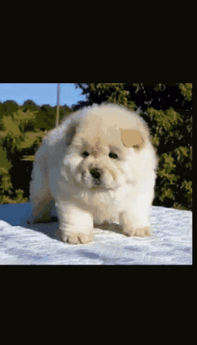 a small fluffy white dog standing on a bed
