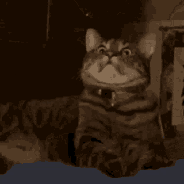 a close up of a cat 's face with its mouth open and its teeth showing .