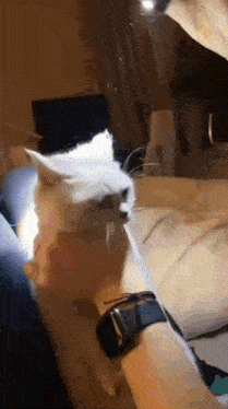 a white cat is sitting on a person 's lap wearing a watch