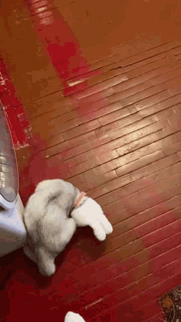 a stuffed animal is laying on a wooden floor next to a red carpet .
