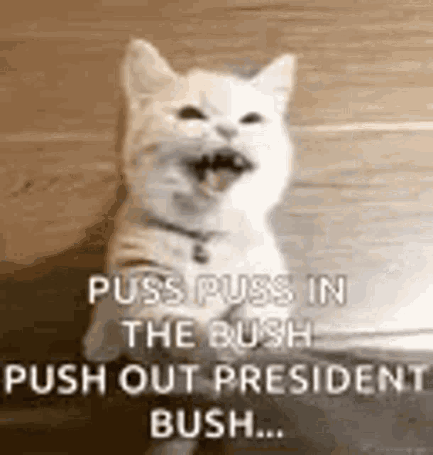 a white cat is sitting on a wooden floor with its mouth open and yawning .