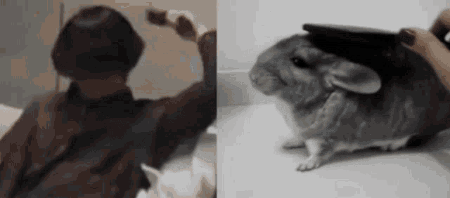 a black and white photo of a person brushing a chinchilla 's fur .