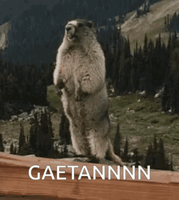 Marmot Gaëtan Marmot GIF - Marmot Gaëtan Marmot Gaëtan GIFs