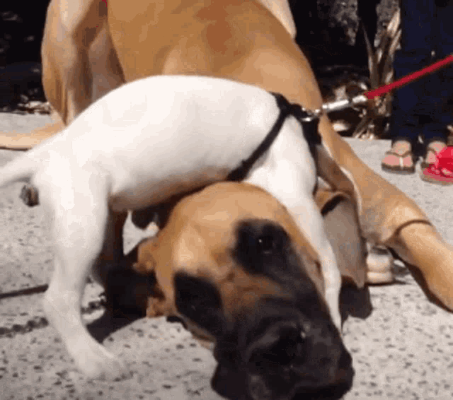 a small white dog is laying on top of a large brown dog on a leash