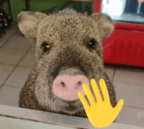 a pig with a pink nose is looking through a window