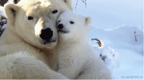 Polar Love GIF - Polar Love Hug GIFs