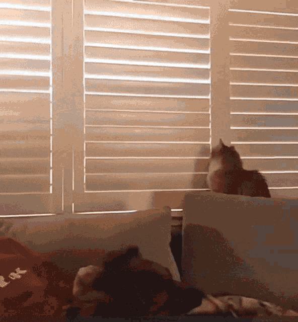 Cat Window Blinds GIF - Cat Window Blinds Bad Kitty GIFs