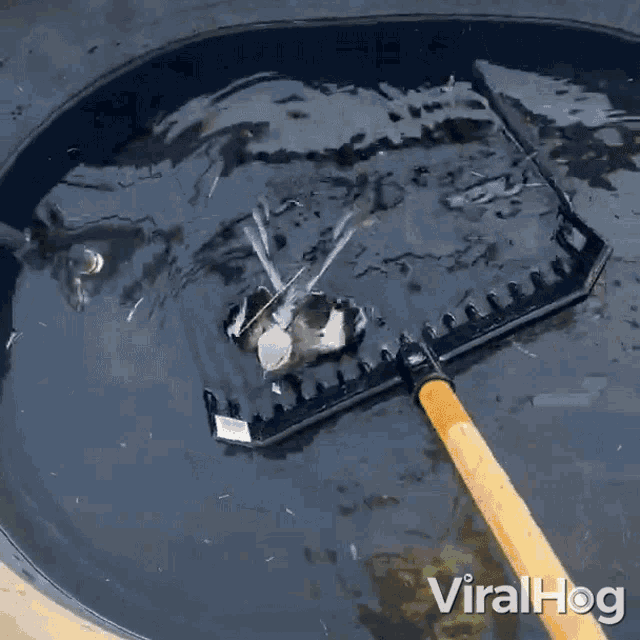 Rescuing The Mockingbird Viralhog GIF - Rescuing The Mockingbird Viralhog Saving The Bird From Water GIFs