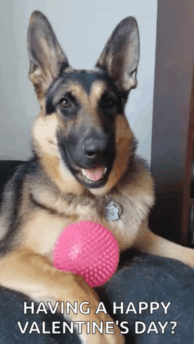 a german shepherd dog is laying on a couch with a pink ball in its paws .