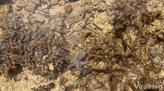 Octupus Changing Colors GIF - Octupus Changing Colors Looking For Food GIFs