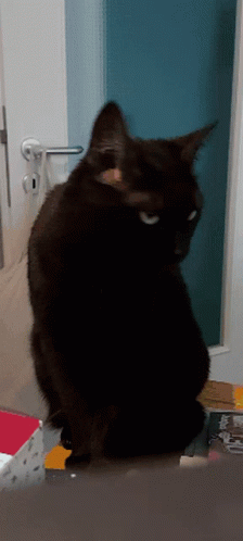 Cat Meow GIF - Cat Meow Black Cat Meow GIFs