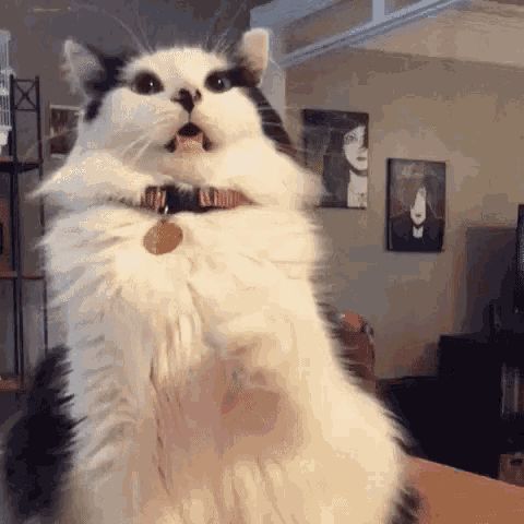 Omg Cat GIF - Omg Cat Cats GIFs