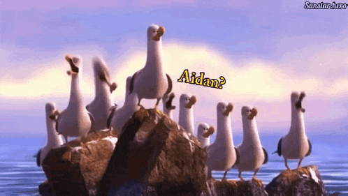 a group of seagulls are standing on a rock with the word aidan written above them