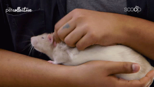 Petting Rat GIF - Petting Rat Massaging GIFs