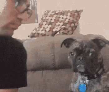 a man and a dog are sitting on a couch and the dog is looking at the man .