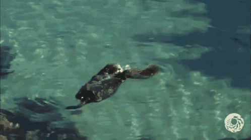 Otter Pup Cuteness. GIF - Otter Swim Swimming GIFs