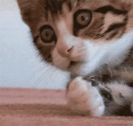 Cat Shocked GIF - Cat Shocked Omg GIFs