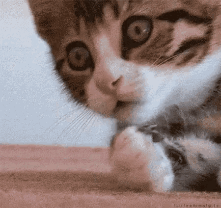 a close up of a cat licking its paw on a bed .