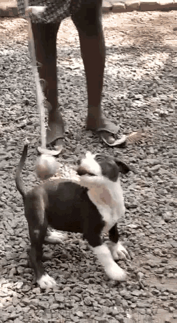 a person is walking a dog on a leash