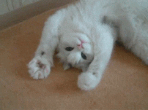 Cat Cute GIF - Cat Cute Claws GIFs
