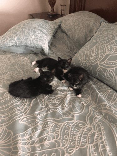 two black and white kittens laying on a bed with blue sheets