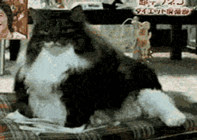 Dahliabunni Fat Cat GIF