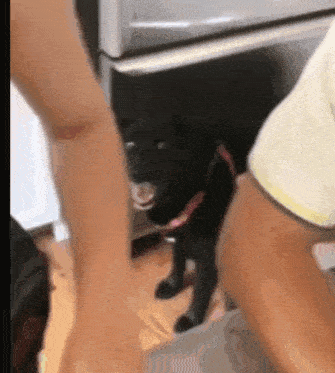 a black dog is standing in a kitchen next to a person .