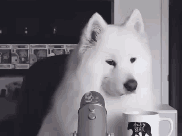 a white dog is sitting in front of a microphone next to a cup of coffee .