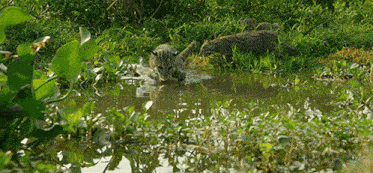 two cats are playing in a small pond surrounded by greenery