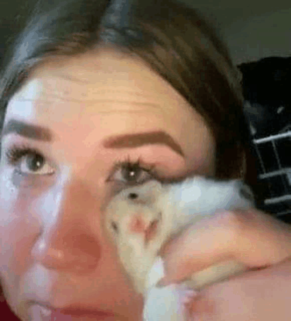 Chomikplaczku Hamstercry Meme