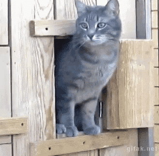 a gray cat is sitting in a wooden doorway .