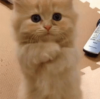 So Cute Kitty GIF - So Cute Kitty Please GIFs
