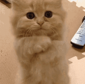 a kitten with blue eyes is standing on its hind legs next to a panasonic remote control