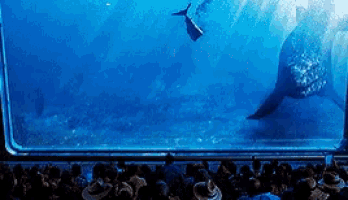 a crowd of people are watching a whale in a tank