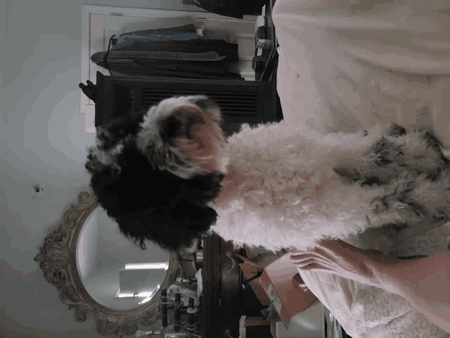 a black and white dog is laying on a bed