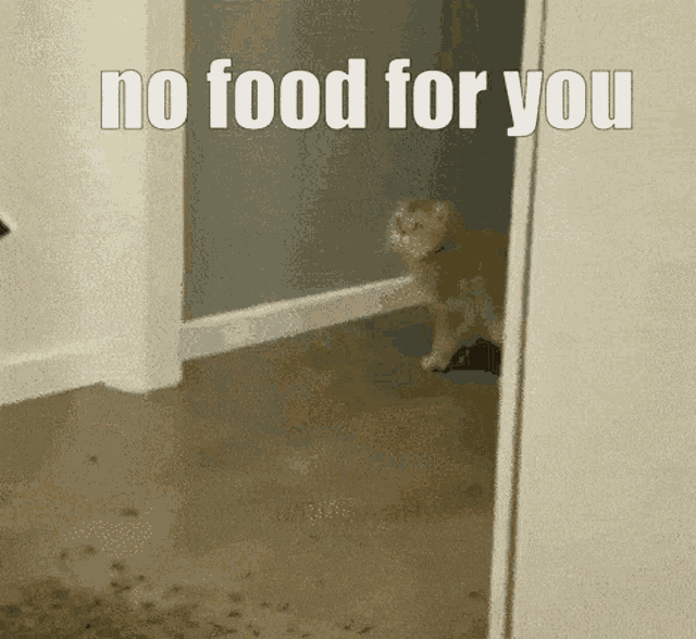 No Food Cat GIF - No Food Cat I Funny GIFs