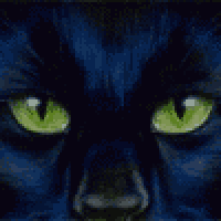 a close up of a black cat 's face with green eyes .