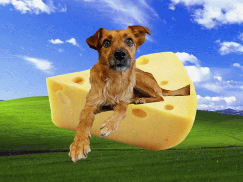 Dog Farm Dog GIF - Dog Farm Dog Cheese GIFs
