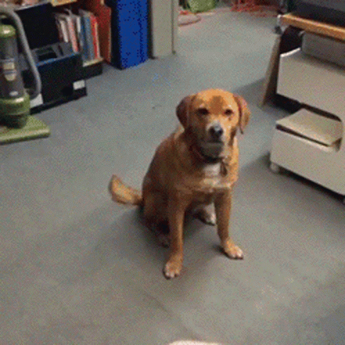 Animal Dog GIF - Animal Dog Throw GIFs