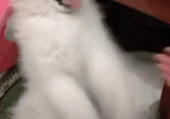 Puppy Patty Cake GIF - Secret Hand Shake GIFs