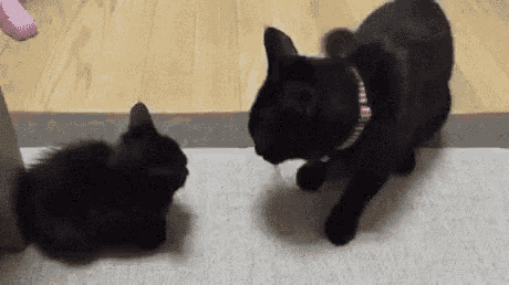 two black cats are playing with each other on a carpet .