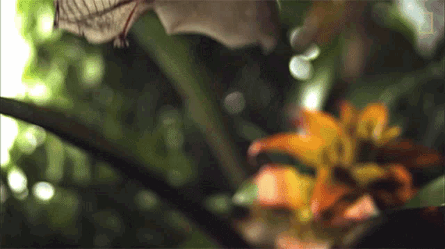Landing Why Bats Arent As Scary As You Think GIF - Landing Why Bats Arent As Scary As You Think Flying GIFs