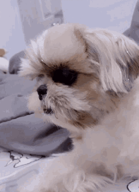 a small brown and white dog laying on a bed looking at the camera