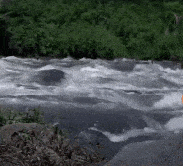 a river flowing through a lush green forest with trees and rocks .