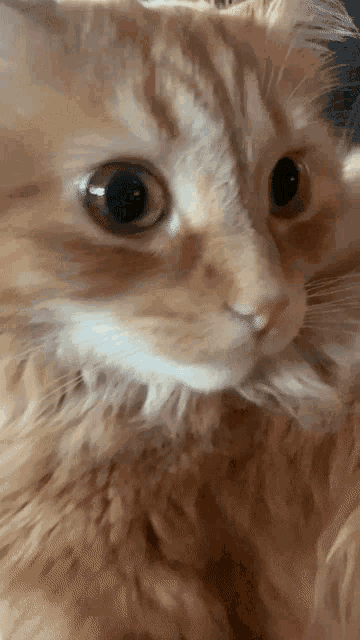 a close up of a fluffy orange and white cat 's face