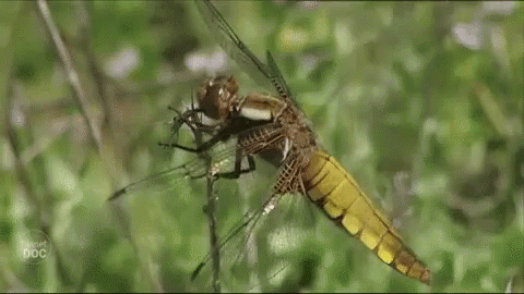 Libelula Dragonfly GIF - Libelula Dragonfly Raining GIFs
