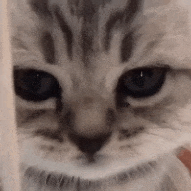 a close up of a cat 's face behind a fence .
