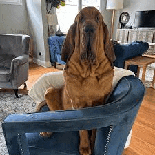 a bloodhound is sitting on a blue chair in a living room .