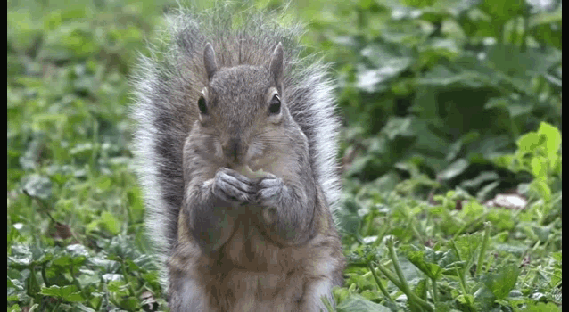 Squirrel Eating GIF - Squirrel Eating Nut GIFs