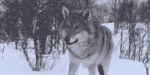 Loup GIF - Animal Animals Wolf GIFs